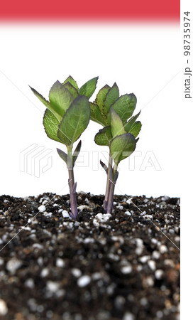 脱炭素社会 SDGs 世界共通の課題 脱炭素社会 SDGs 世界共通の課題 98735974