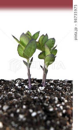 脱炭素社会 SDGs 世界共通の課題 脱炭素社会 SDGs 世界共通の課題 98735975