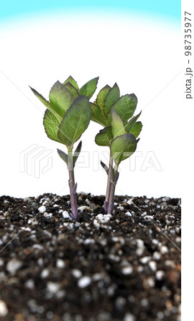 脱炭素社会 SDGs 世界共通の課題 98735977