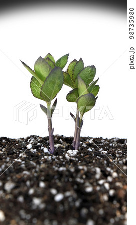 脱炭素社会 SDGs 世界共通の課題 98735980