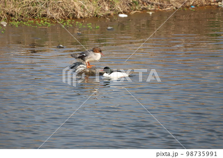 カワアイサの番 カワアイサの番 98735991