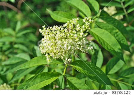 白いニワトコの小さな花（春、四月） 98736129