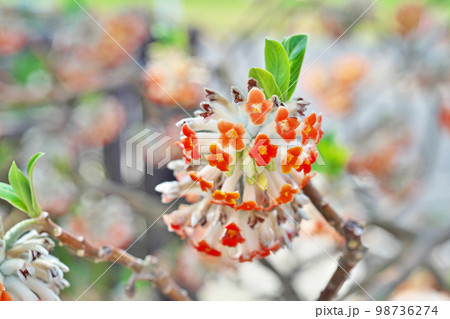 オレンジ色のミツマタの花（春、四月） 98736274