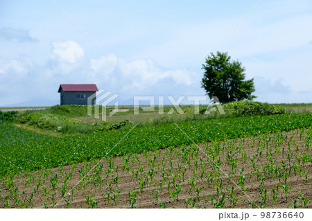 6月の美瑛の畑と風景 6月の美瑛の畑と風景 98736640