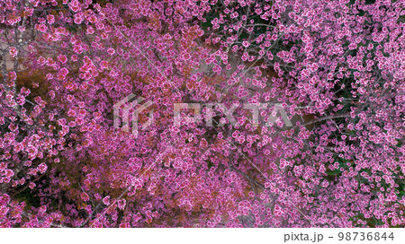 Aerial view road in mountain with pink flower, Mountain winding road with sakura pink flower, Pink cherry blossom tree with road in mountain, Nature landscape in springtime. 98736844