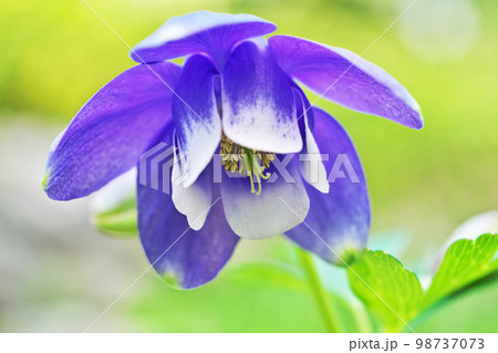 紫色のミヤマオダマキの花（春、四月） 98737073