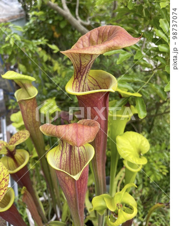 赤く色づいたサラセニアの捕虫葉 赤く色づいたサラセニアの捕虫葉 98737074