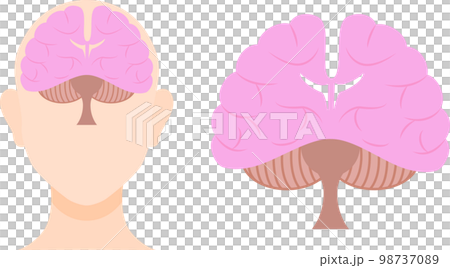 Illustration set of the brain seen from the front Illustration set of the brain seen from the front 98737089