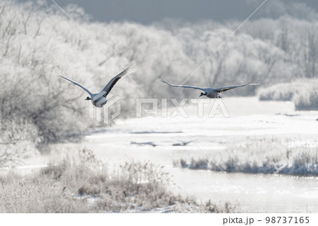 樹氷を背景に中ねぐらから飛び立つタンチョウ 98737165