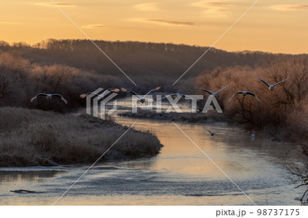 朝日のねぐらから飛び立つ八羽のタンチョウ 朝日のねぐらから飛び立つ八羽のタンチョウ 98737175