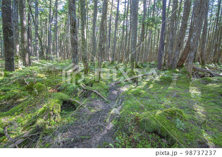 朝陽が差し込む、苔が一面を覆う明るい原生林。環境、エコロジーのイメージ 98737237