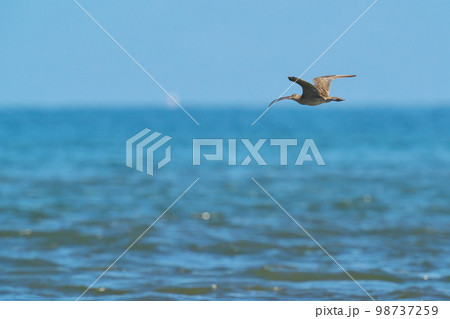 青い海原を優雅に飛翔するホウロクシギ 98737259