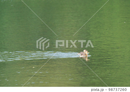 仲良く並んで泳ぐカイツブリの雛たち 98737260