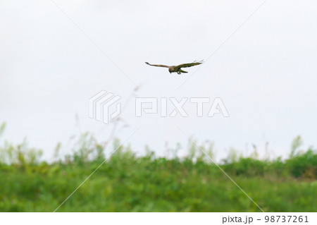 草原で獲物を探しながら飛翔するノスリ 草原で獲物を探しながら飛翔するノスリ 98737261