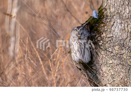 笑顔の森の賢者エゾフクロウ 98737730