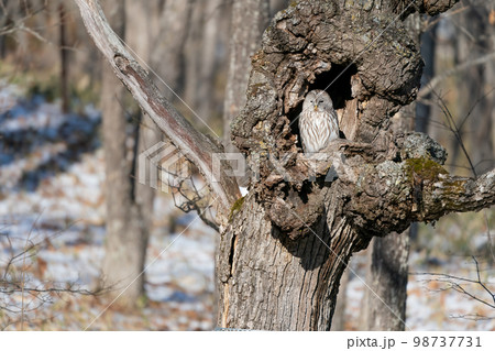 薄目を開ける森の賢者エゾフクロウ 98737731