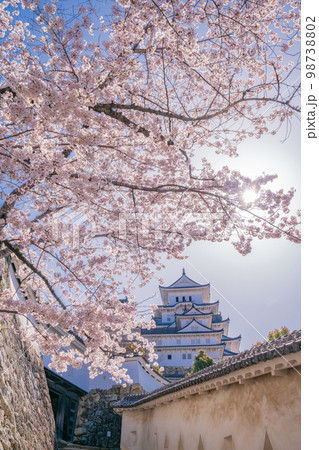 （兵庫県）世界遺産　姫路城　満開の桜 98738802