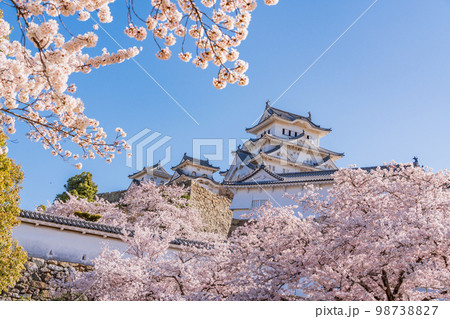 （兵庫県）世界遺産　姫路城　満開の桜 98738827