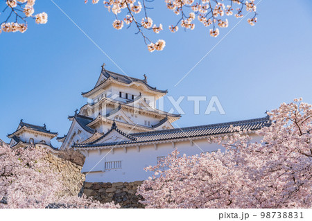 （兵庫県）世界遺産　姫路城　満開の桜 98738831