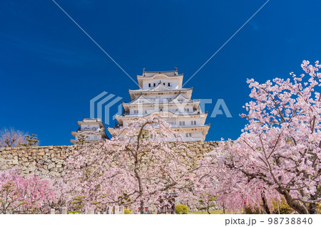 （兵庫県）世界遺産　姫路城　満開の桜 98738840