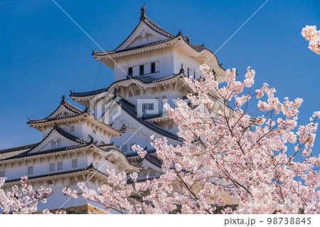 （兵庫県）世界遺産　姫路城　満開の桜 98738845