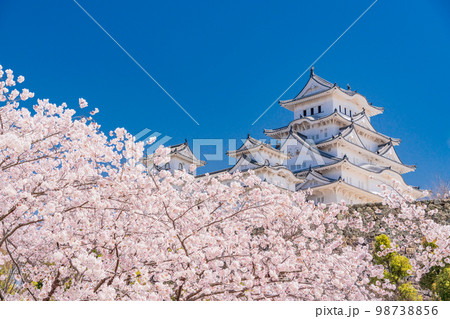 （兵庫県）世界遺産　姫路城　満開の桜 98738856