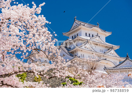 （兵庫県）世界遺産　姫路城　満開の桜 98738859