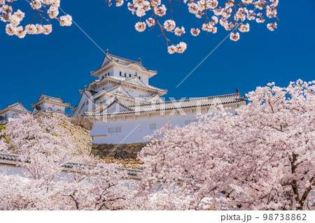 (兵庫県)世界遺産 姫路城 満開の桜 (兵庫県)世界遺産 姫路城 満開の桜 98738862
