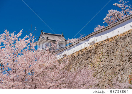 （兵庫県）世界遺産　姫路城　満開の桜 98738864