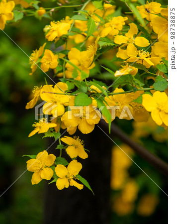 里山ガーデンの山吹 98738875