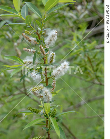 里山の柳の綿毛 柳絮 里山の柳の綿毛 柳絮 98739063