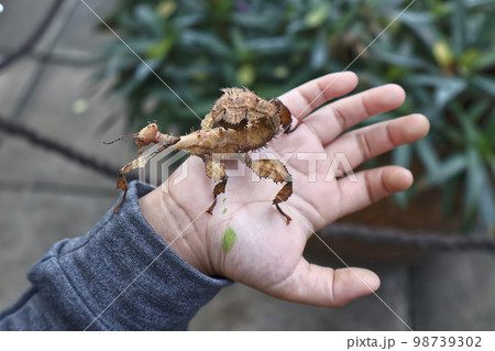 Australian spiney leaf insect brown color  on child hand. stick insect look likes .disguise animal. non-poisonous animal 98739302