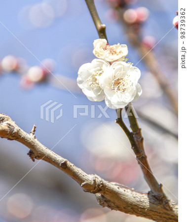 東京都芝公園の銀世界の梅の梅 98739362