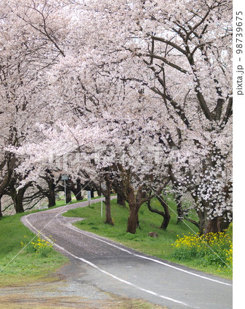 春、さくらのトンネル、吉見町の桜堤公園 春、さくらのトンネル、吉見町の桜堤公園 98739675