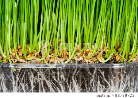 Green wheat germ with roots and soil in a transparent plastic pot, germinated grains of wheat 98739725