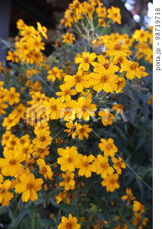 Yellow flowers in the garden. Selective focus and shallow depth of field. Yellow flowers in the garden. Selective focus and shallow depth of field. 98739738