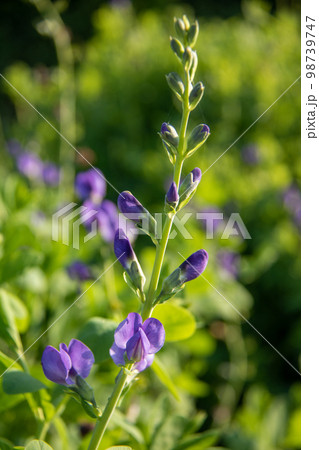 紫の花　ムラサキセンダイハギ 98739747