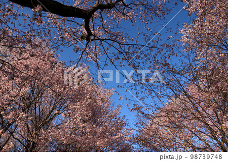 青空に満開の桜の花 98739748