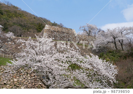 鳥取城の桜 鳥取城の桜 98739850