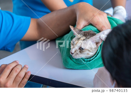Veterinarian doctor checking cat at a vet clinic, Cat treatment at the veterinarian Veterinarian doctor checking cat at a vet clinic, Cat treatment at the veterinarian 98740135