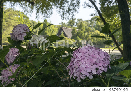 紫陽花咲く初夏風景-126 紫陽花咲く初夏風景-126 98740196