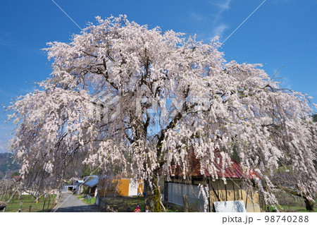 春の信州高山村五大桜の一つ 中塩のしだれ桜満開青空に映える 98740288