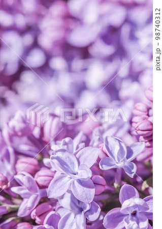 Abstract floral background, blooming branch, purple terry Lilac flower petals. Macro flowers backdrop for holiday brand design. Soft focus Abstract floral background, blooming branch, purple terry Lilac flower petals. Macro flowers backdrop for holiday brand design. Soft focus 98740312