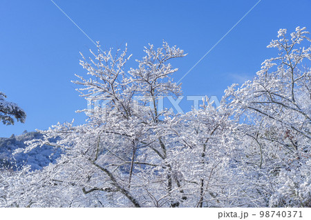 冬の嵐山公園 亀山地区 木枝に積もった雪の写真素材 [98740371] - PIXTA