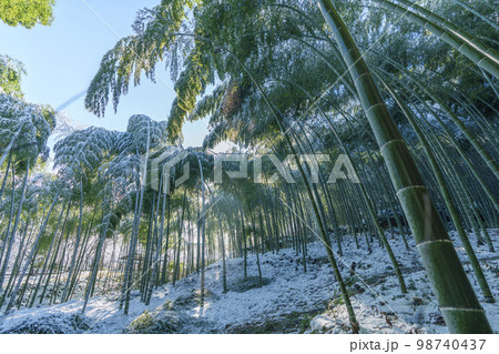 嵐山　雪が残る冬の竹林の小径 98740437