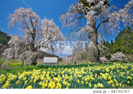 春の信州高山村五大桜の一つ 水中のしだれ桜満開 水仙と青空に映える 春の信州高山村五大桜の一つ 水中のしだれ桜満開 水仙と青空に映える 98740707