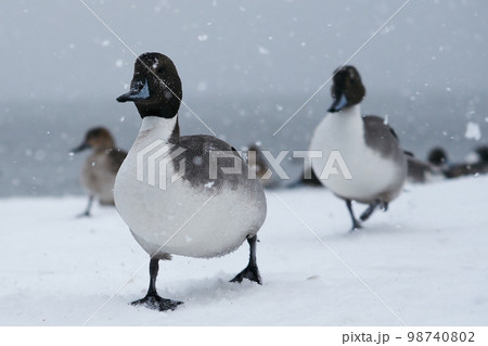 猪苗代湖のオナガガモの雪中行軍 猪苗代湖のオナガガモの雪中行軍 98740802