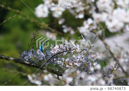桜を愛でる 98740873