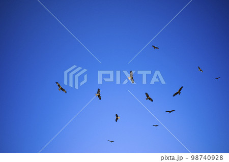 神奈川県　江ノ島付近のトンビ の群れ 98740928