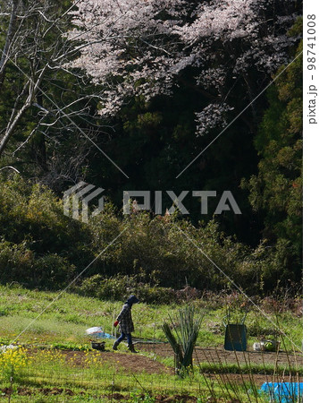 桜舞い散る下で農作業 98741008